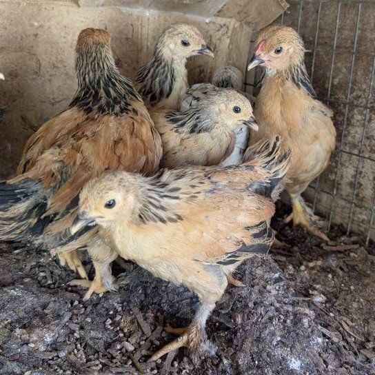 Young chickens