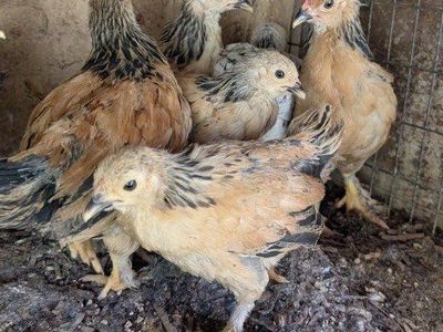 Young chickens