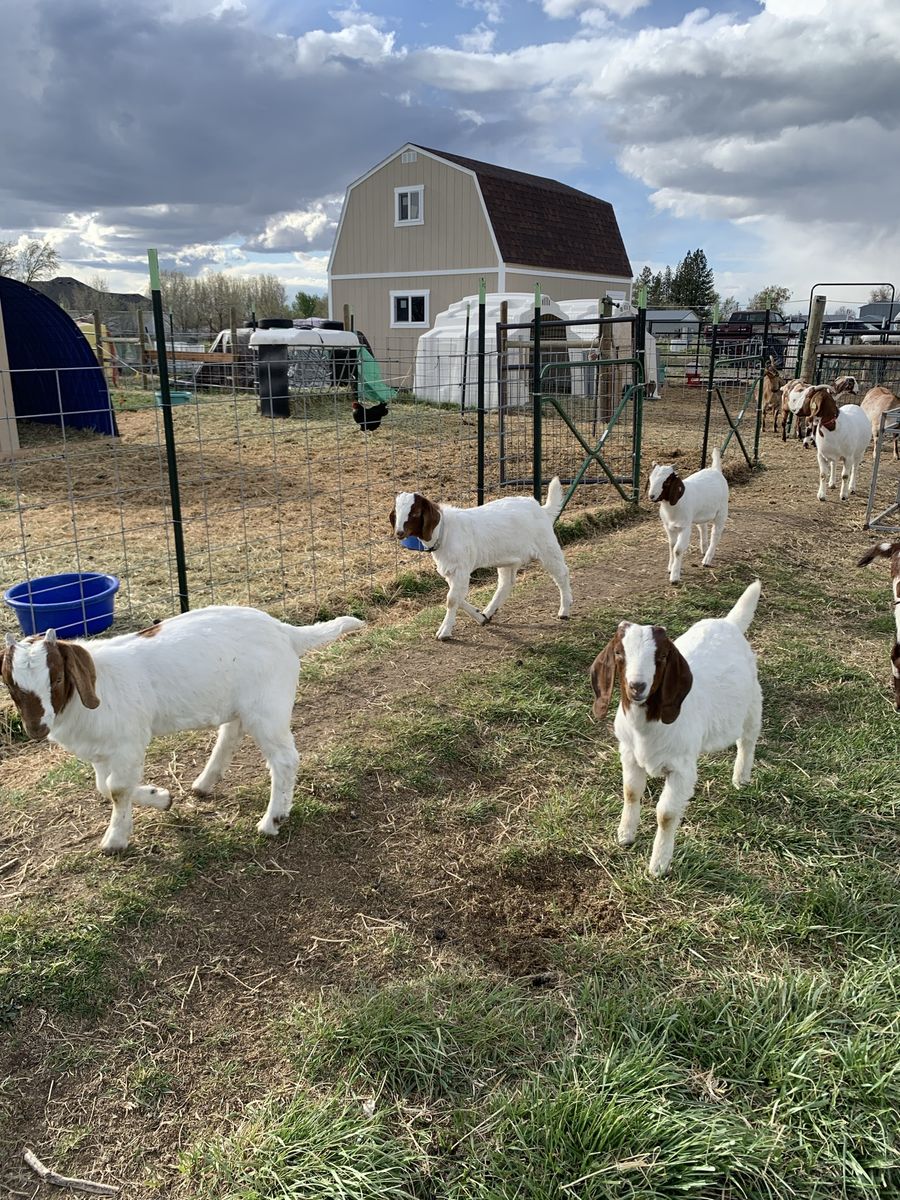 Full Boer Wethers