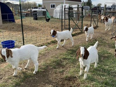 Full Boer Wethers
