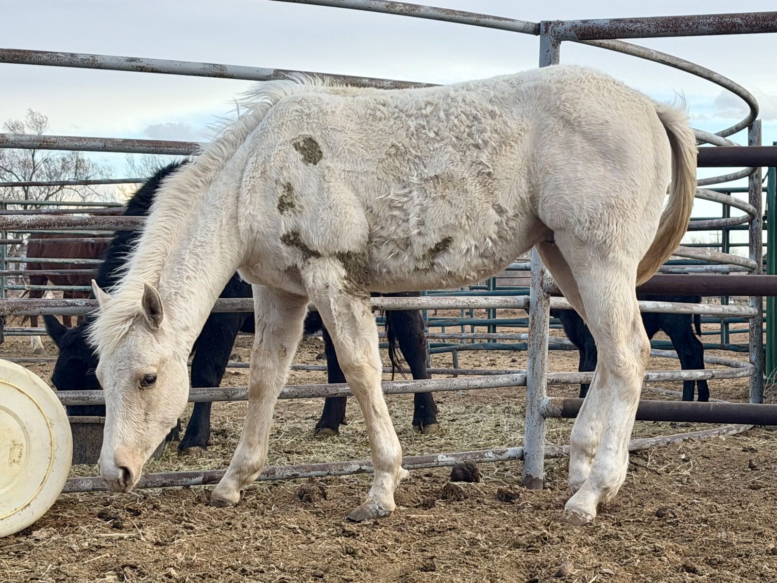 Yearling AQHA stud colt