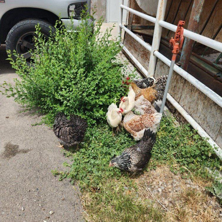 Laying Hens/Rooster/Baby chicks for sale