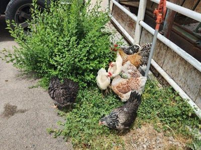 Laying Hens/Rooster/Baby chicks for sale
