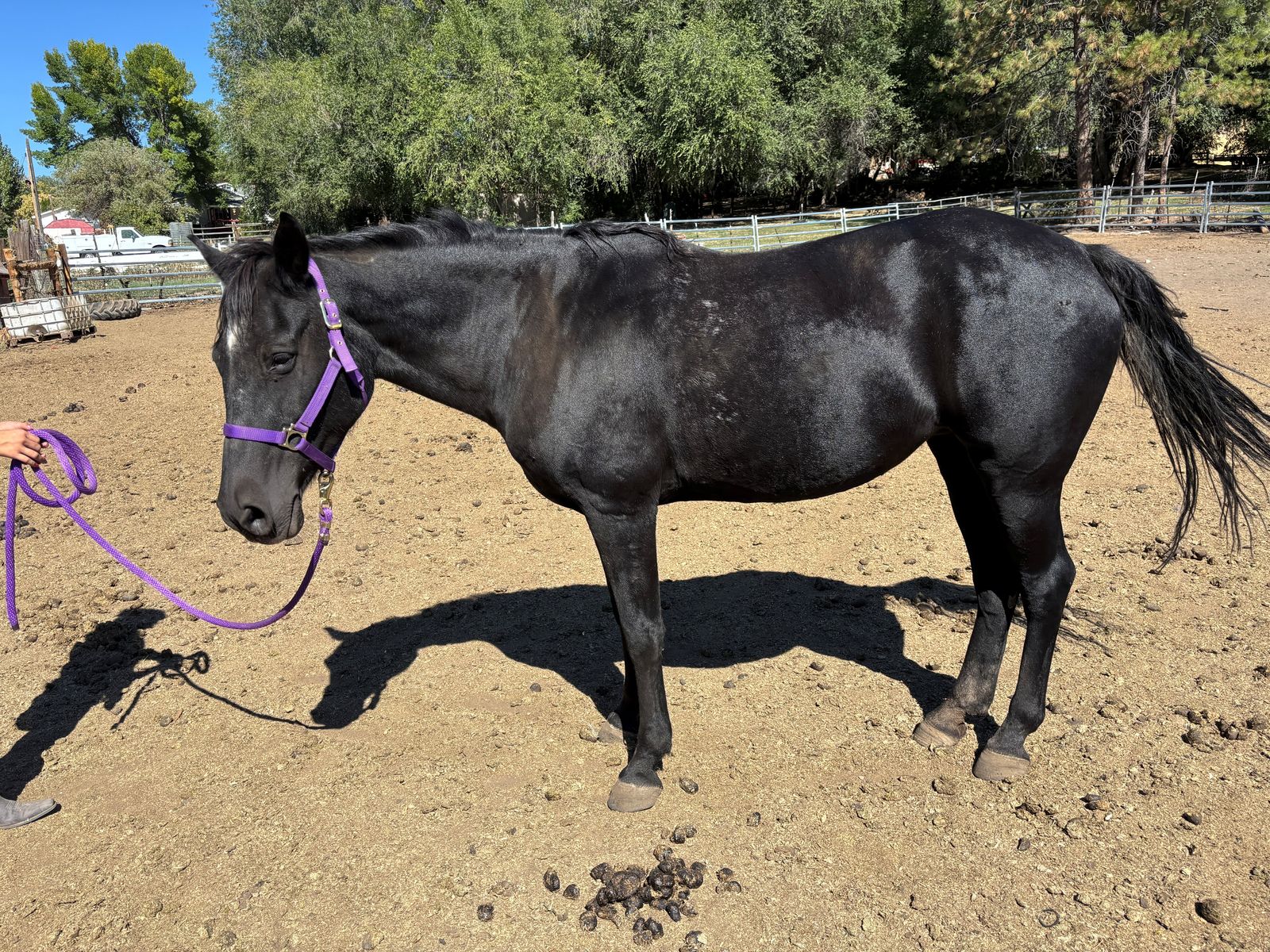 14 yr old Kids Horse