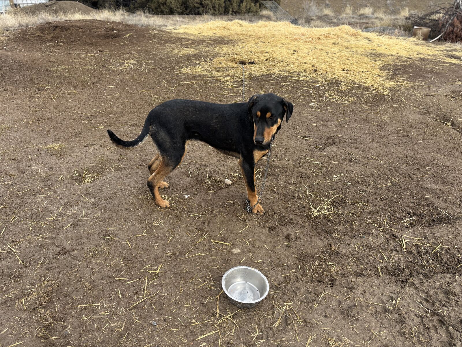 German shepherd/doberman mix
