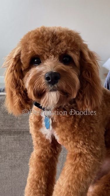 Beautiful Toy F1 Cavapoo - Sweetest Therapy Dog