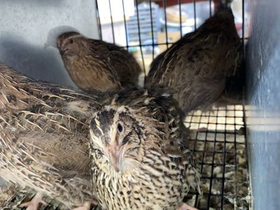 Jumbo Brown Coturnix Quail Females