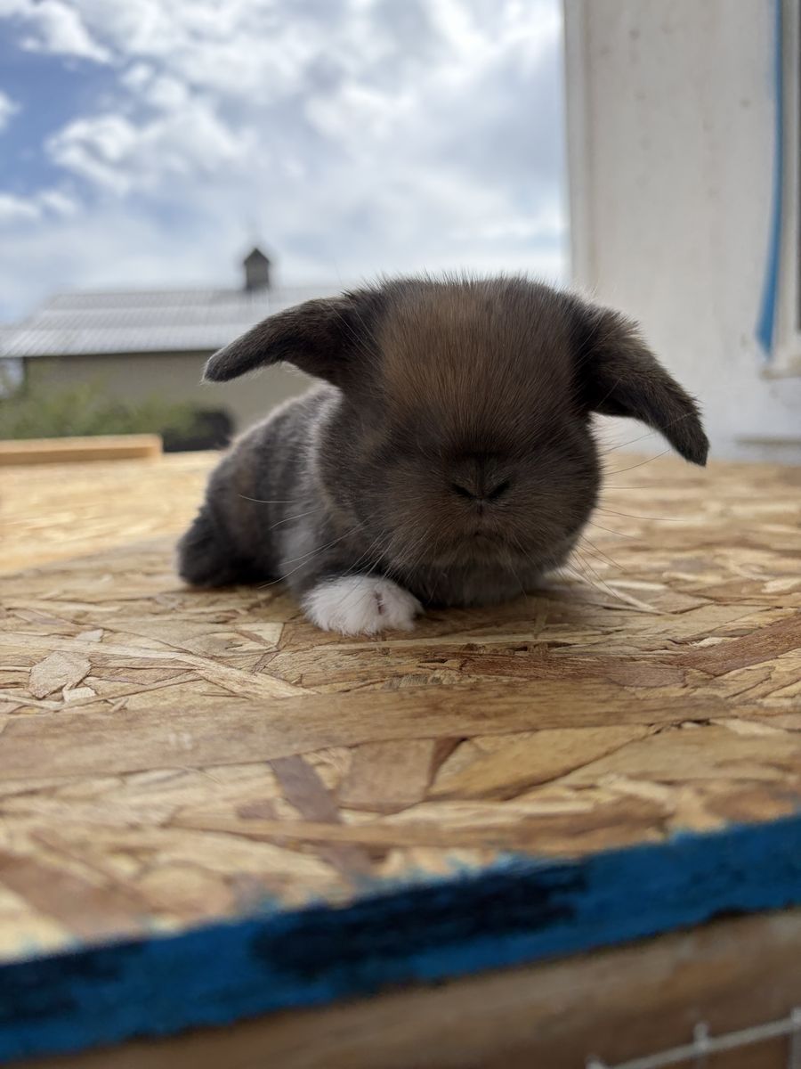 Holland Lop Doe
