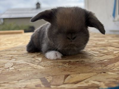Holland Lop Doe