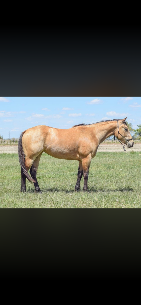2023 AQHA Buckskin mare