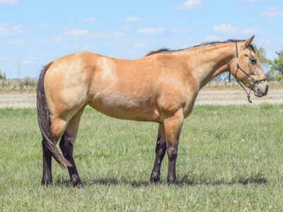 2023 AQHA Buckskin mare