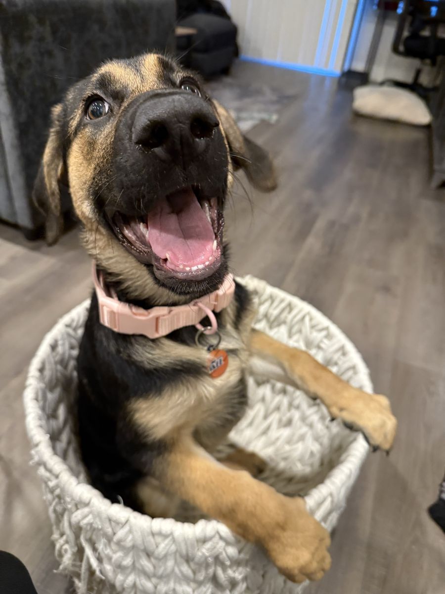 Cocoa Lou, Golden Shepard.