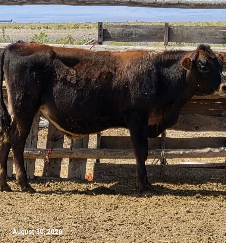 Angus (3/4) Jersey(1/4) Steer