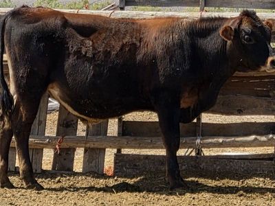 Angus (3/4) Jersey(1/4) Steer