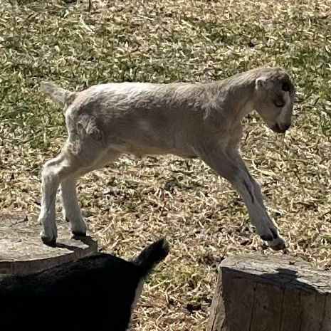 ADGA LaMancha Doeling