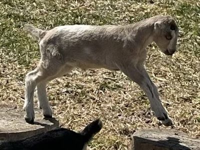 ADGA LaMancha Doeling