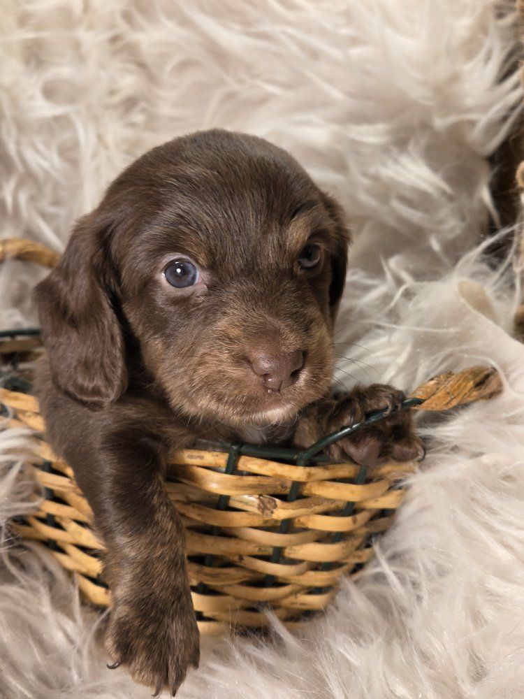 Minature Dachshund Puppy