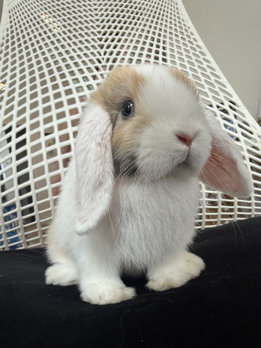 Young Holland Lop