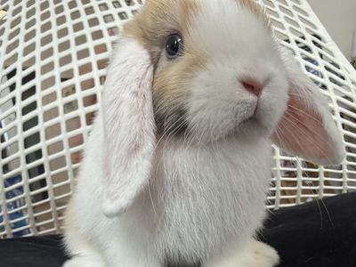 Young Holland Lop