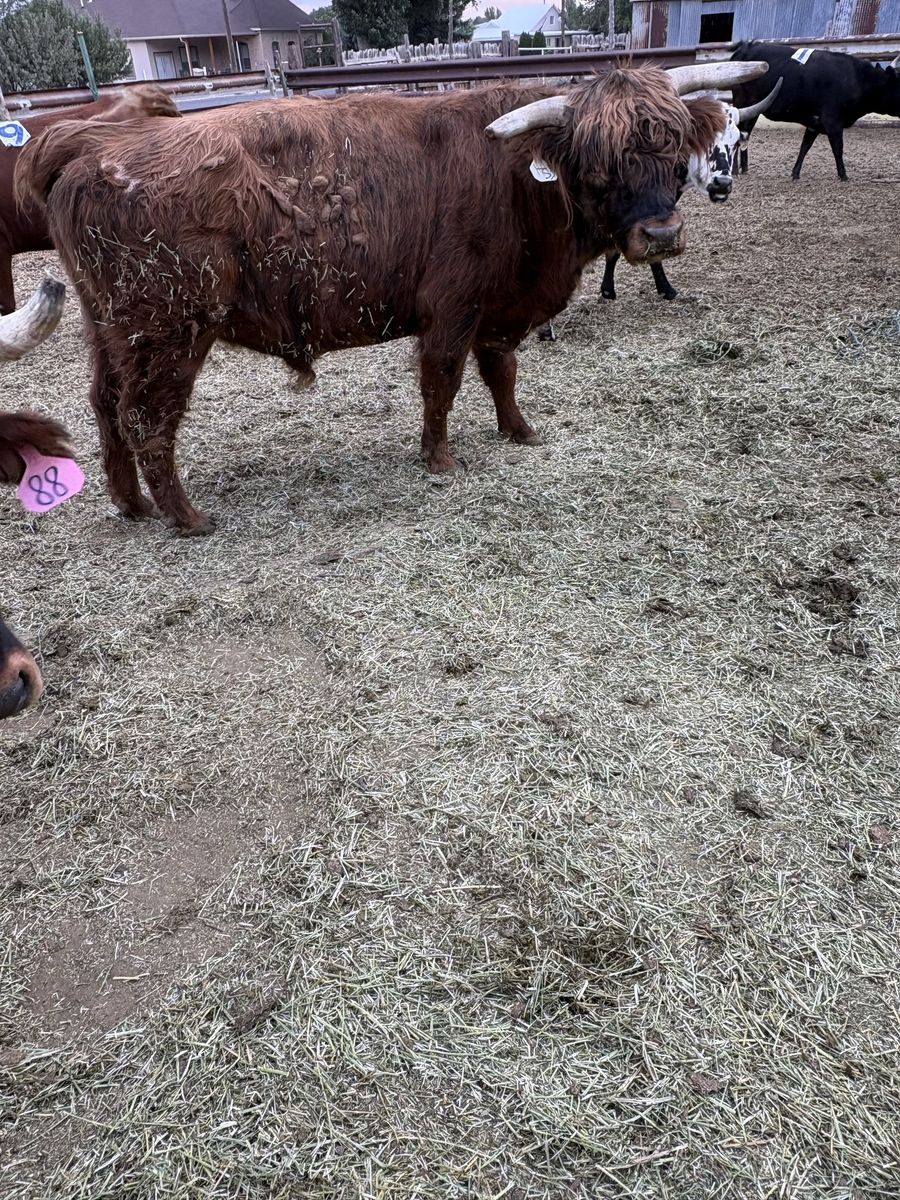 Highlander Bull 3 years old 