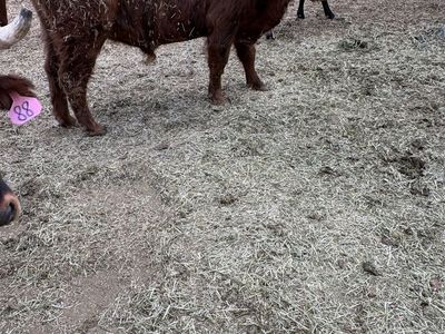 Highlander Bull 3 years old