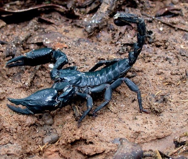 ASIAN FOREST SCORPIONS (Heterometrus spinifer)