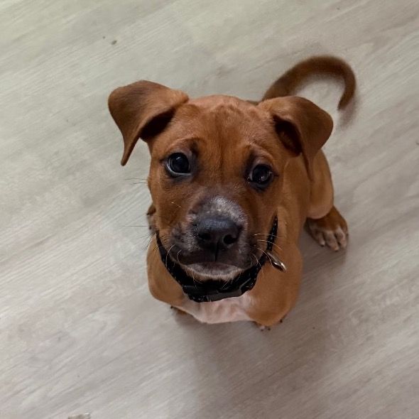 Hello my name is Ruger