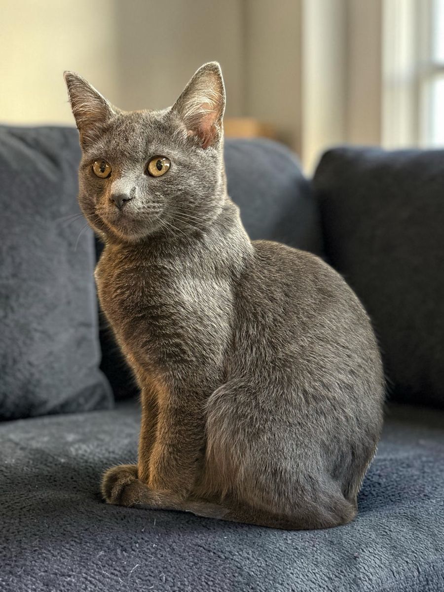 Handsome Russian Blue Male Kitten