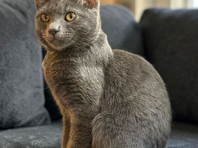 Handsome Russian Blue Male Kitten