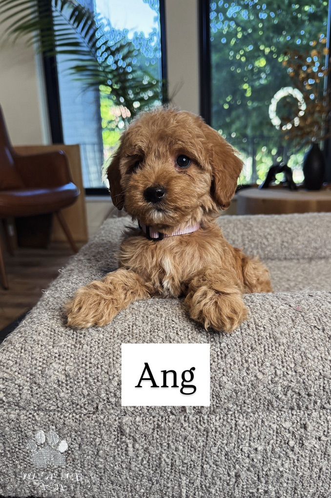 Darling Kennel Trained Mini Goldendoodle Puppies