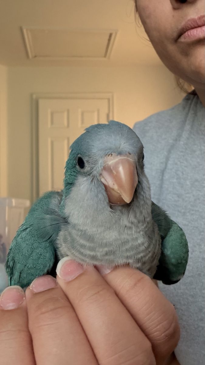 Quaker