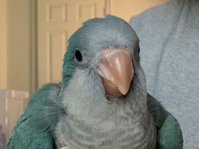 Quaker