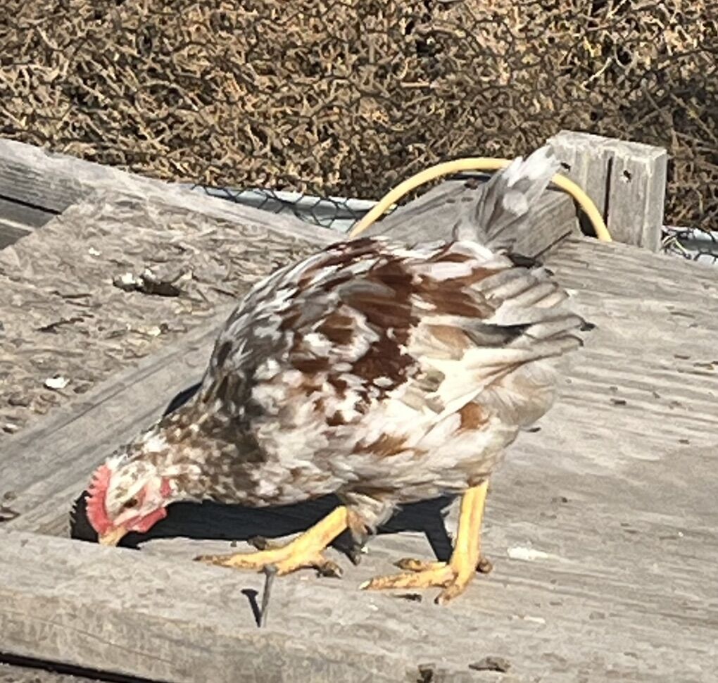 RARE Swedish  Flower Hen young Roosters/Cockerels