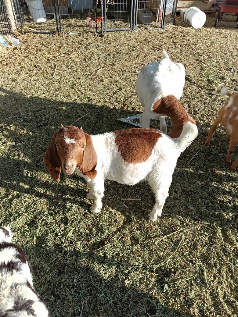 full blood abga doeling