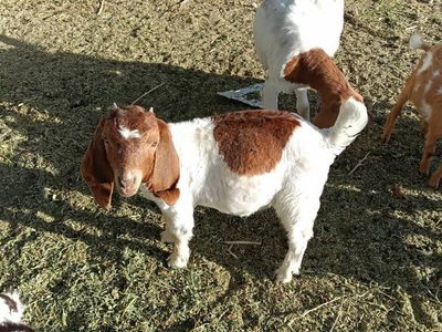 full blood abga doeling