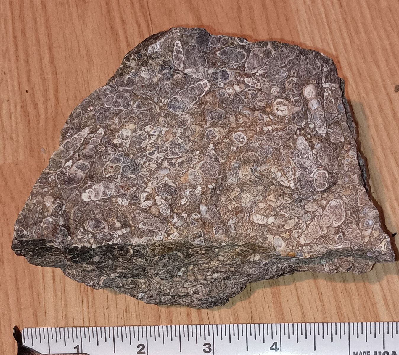 Turritella Fossil, 2 lbs, rough,