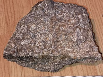 Turritella Fossil, 2 lbs, rough,