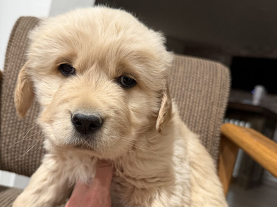 AKC Golden Retriever Puppy