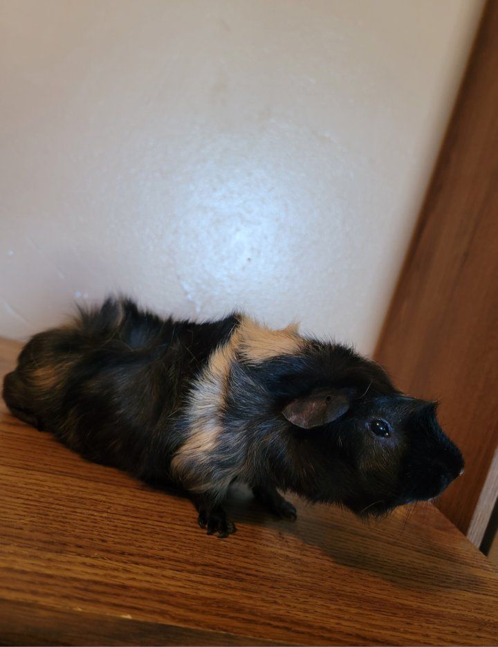 FREE - Male Abyssinian Guinea Pig
