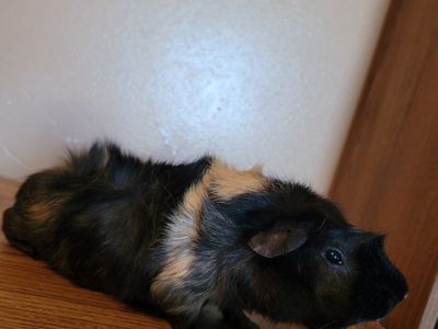 FREE - Male Abyssinian Guinea Pig