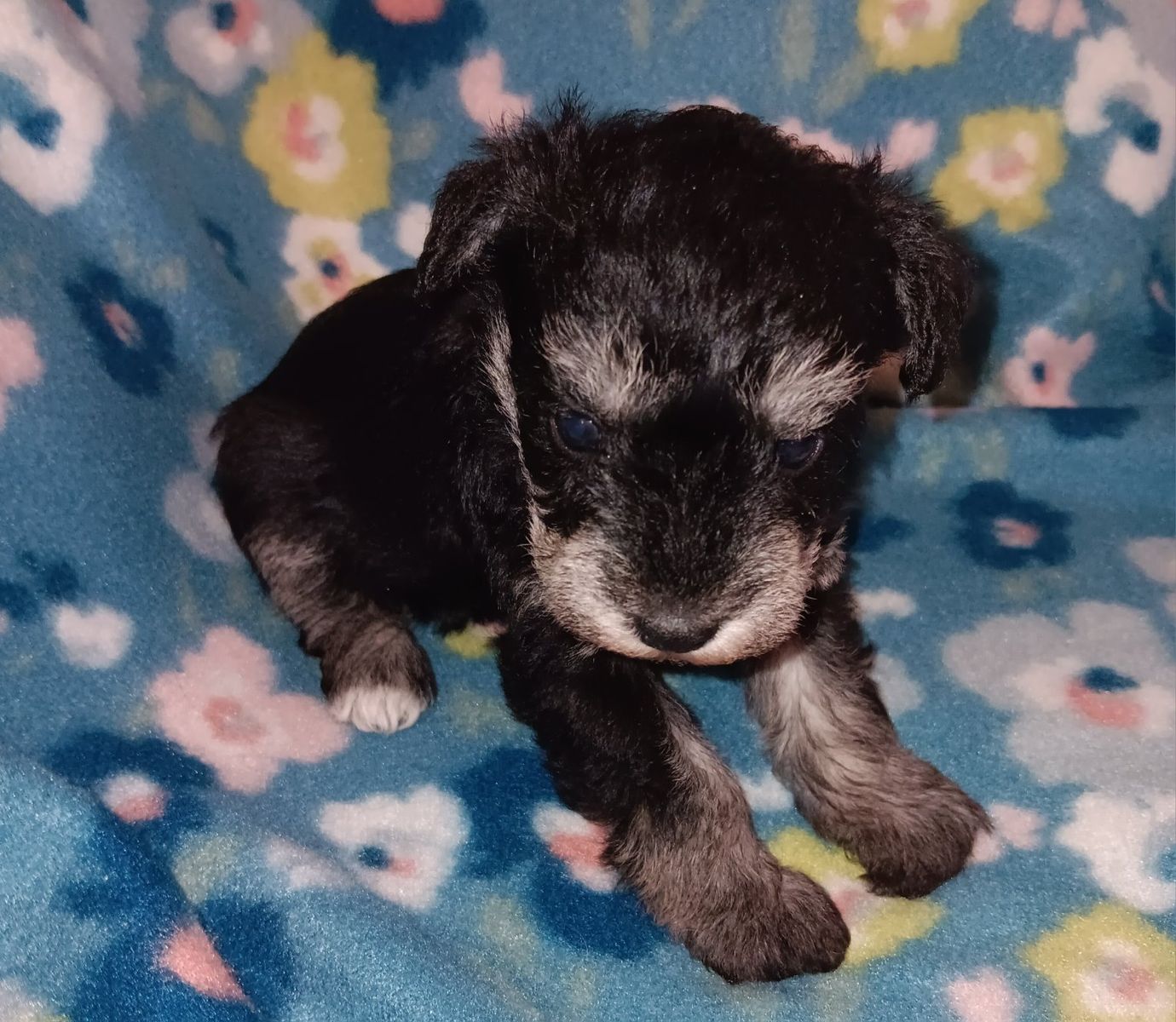 AKC Miniature Schnauzer  Miss Shoshone