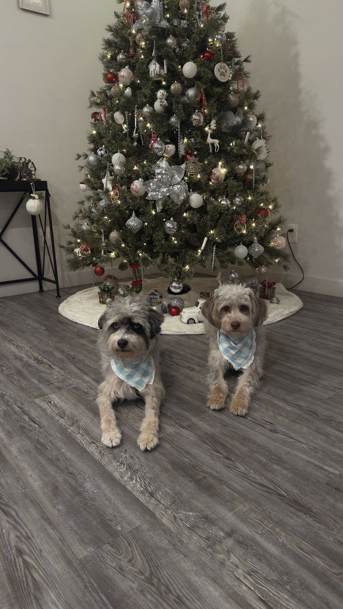 Rehoming 2 Aussiedoodles