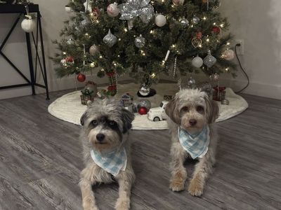 Rehoming 2 Aussiedoodles