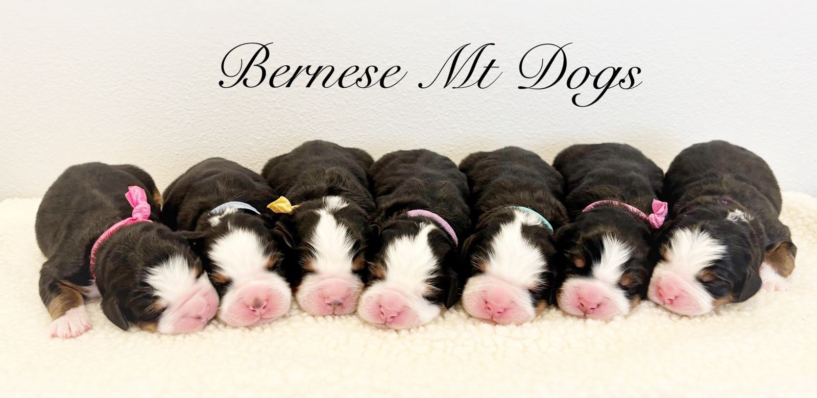 AKC BERNESE MOUNTAIN DOG PUPPIES