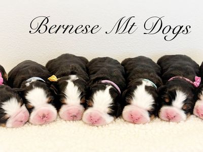 AKC BERNESE MOUNTAIN DOG PUPPIES