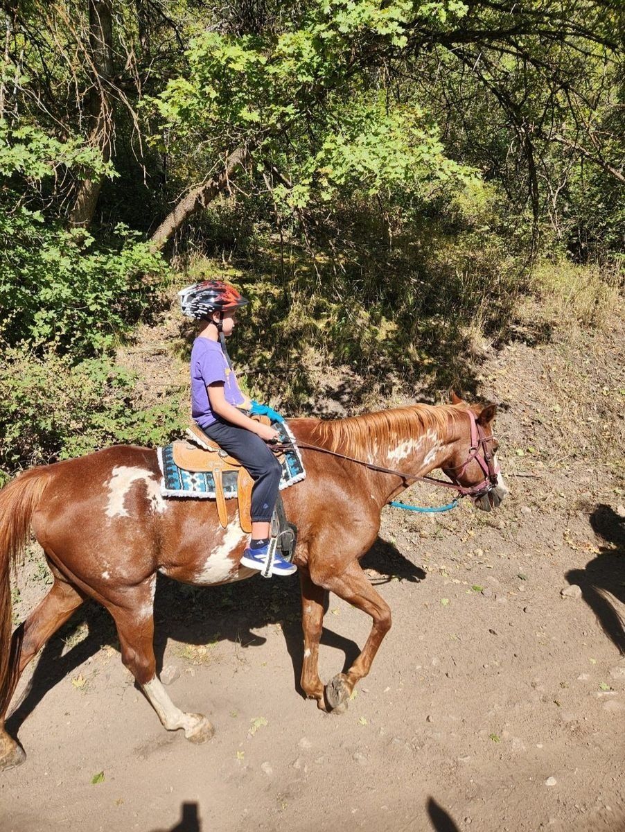 beginner friendly, kids horse, grandma horse