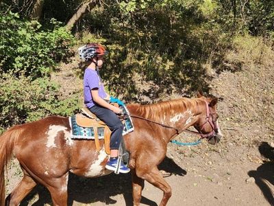 beginner friendly, kids horse, grandma horse