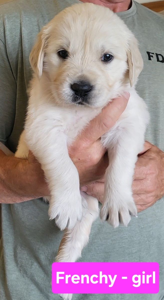 AKC registered Golden/English Cream Retriever Puppies