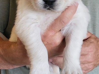 AKC registered Golden/English Cream Retriever Puppies