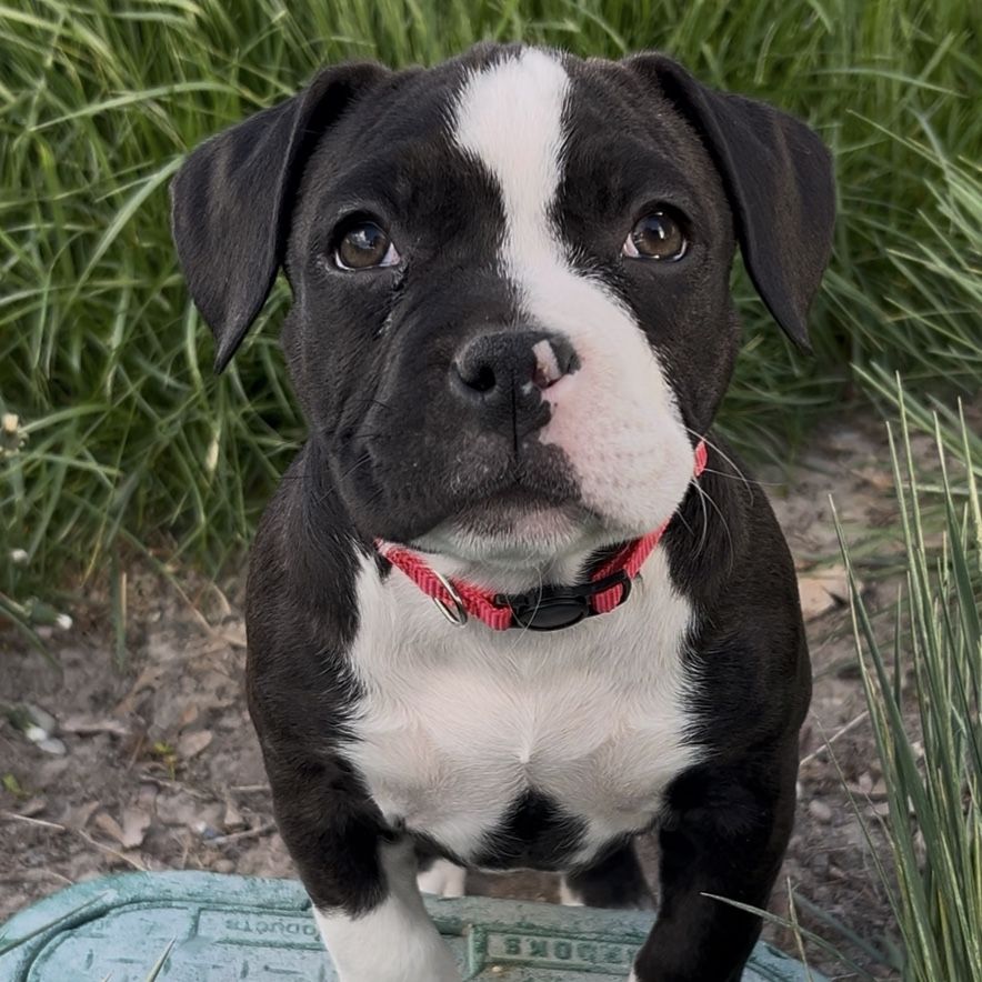 American Pitbull Puppies